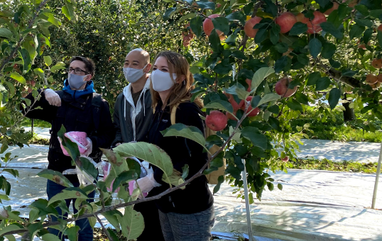 福島市内の果樹園でりんご狩り
